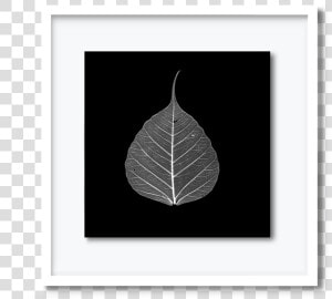 59   Dav pearce leaf  HD Png Download