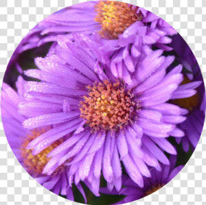 New York Aster  HD Png Download