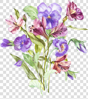 Alstroemeria Flower Drawing  HD Png Download