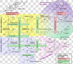 Steroidogenesis Pathway  HD Png Download