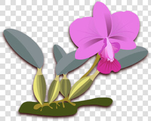 Cliparts For Free Download Orchid Clipart Cattleya   Orquideas Cattleya Png  Transparent Png