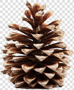 Pinecone Png Transparent Picture   Pine Cone 3d Model Free  Png Download