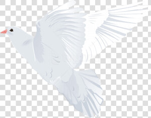 Transparent Holy Spirit Dove Png   Pigeons And Doves  Png Download