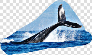  tail  fin  water  splash  whale  HD Png Download