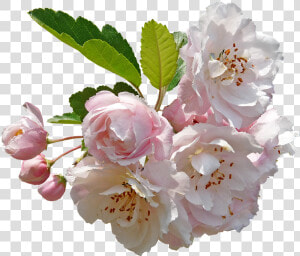 Blossom  Crab Apple  Tree   Apple Blossom Flower Png  Transparent Png