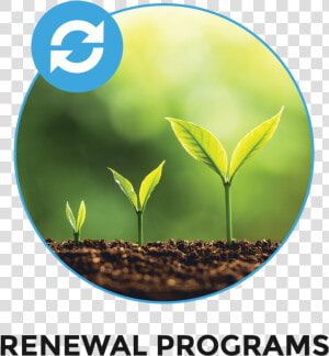 Renewal Programs   Plants Deprived Of Light  HD Png Download