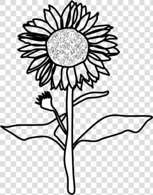 Sunflower  Black And White  Png   Sunflower Black And White Png  Transparent Png