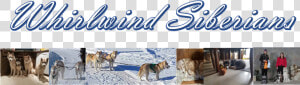 Whirlwind Siberians  HD Png Download