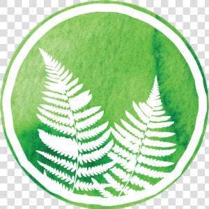 Transparent Ferns Png   Ostrich Fern  Png Download