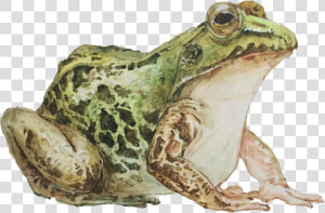 Mink Frog  HD Png Download