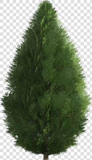 Cypress Tree Png   Mexican Pinyon  Transparent Png