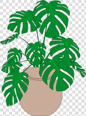 Mush A Ring Dum A Do Dum A Da wack Fall The Daddy O    Monstera Plants  HD Png Download