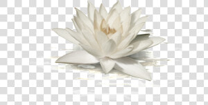 This Graphics Is White Lotus Transparent About Fashion lotus png  Png Download