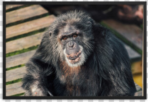 Macaque  HD Png Download