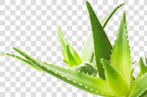 Aloe Png Transparent Image   Aloe Vera Hd Png  Png Download