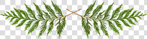 Cedar  Transparent  First Nation  First   Transparent Cedar Tree Clip Art  HD Png Download