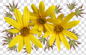 Daisies  Flowers  Leaves  Arrangement   Stokrotki Png Pixabay  Transparent Png