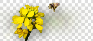 Honey Bee   Honeybee  HD Png Download