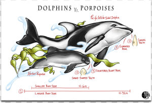 Dolphins Vs Porpoise   Killer Whale  HD Png Download