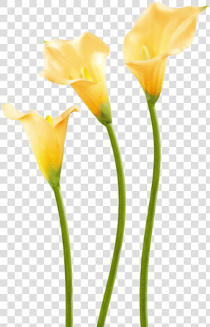 Yellow Calla Lily Flower   Flax leaved Tulip  HD Png Download