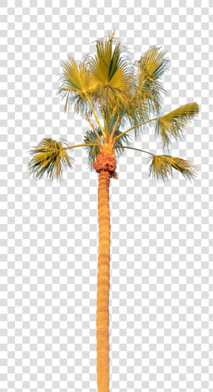 Palm Tree Solo   Borassus Flabellifer  HD Png Download