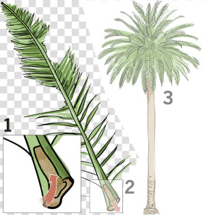 Plant tree palm Plant botany woody Stem flowering Plant date   Dying Palm Tree  HD Png Download