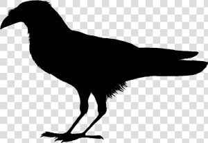 Crow Drawing Transparent Png Clipart Free Download   Clipart Black Bird Black And White  Png Download