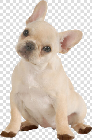 Doggy Png  Transparent Png