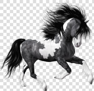 Transparent Mustang Horse Clipart   Black And White Horse Png  Png Download