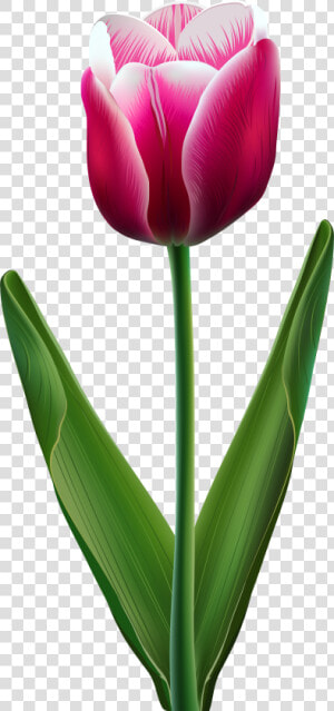 Tulip Flower Clip Art   Transparent Tulip  HD Png Download