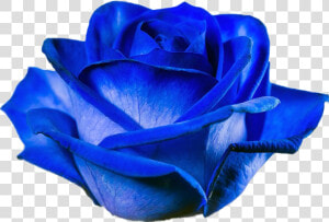  rose  bluerose  blue  flower  blossom   Tinted Blue Rose  HD Png Download