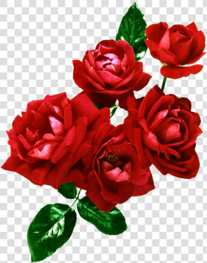 Ramo De Rosas Png  Transparent Png