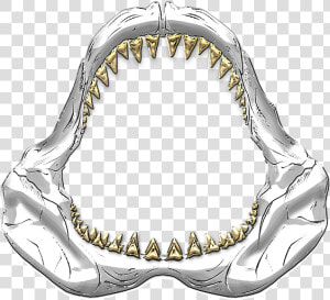 Great White Shark Jaws Drawing  HD Png Download