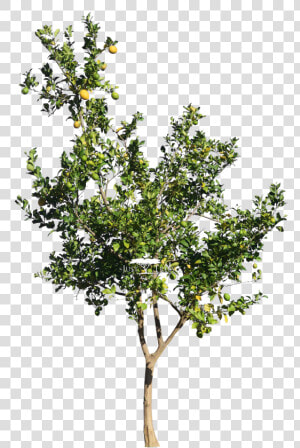 Transparent Lemon Png   Citrus Lemon Tree Png  Png Download