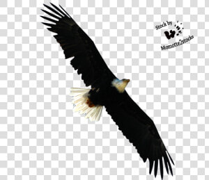 Eagle Flying Png   Bald Eagles Cut Out  Transparent Png