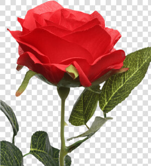 Single Rose Stem Red   Floribunda  HD Png Download