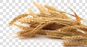 Grain Png Transparent Picture   Grain Png  Png Download