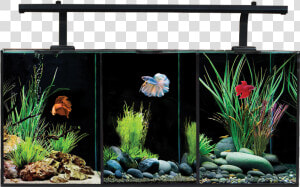 Aquaone Betta Trio   Aqua One Betta Trio  HD Png Download