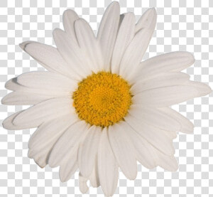  flower  white  tumblr  aesthetic  vaporwave   Daisy Flower White Background  HD Png Download