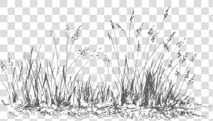 Grass   Png Download   Grass  Transparent Png