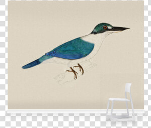 White Collared Kingfisher Sketch  HD Png Download