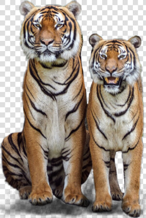  tiger  tigers  couple  jungle  jhyuri   Male Tiger Female Tiger  HD Png Download