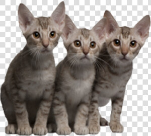 4 Cats Png   5 Kucing  Transparent Png