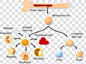 Life Span Of A Cell  HD Png Download