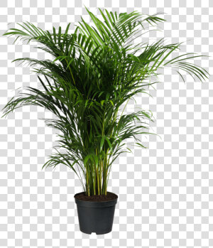 Howea Forsteriana Ravenea Areca Palm Houseplant   Indoor Palm Tree Png  Transparent Png