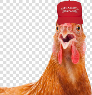 2mib  840x768  Rooster With Maga Hat  HD Png Download