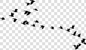 Flying Vector Bird Migration  HD Png Download