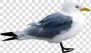 Great Black backed Gull  HD Png Download