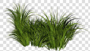 Beach Grass Png Jpg Free Stock   Transparent Grass Png  Png Download