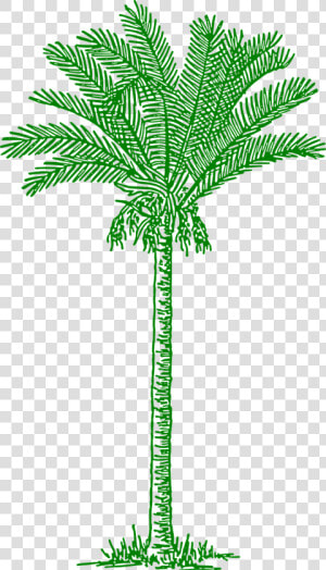 Tree Clipart V Shaped   Date Palm Tree Drawing  HD Png Download